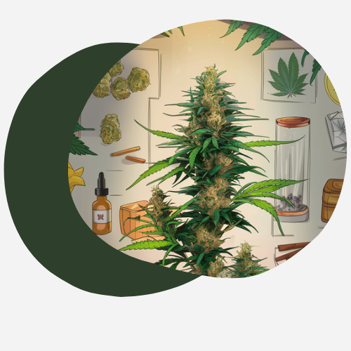 Comment calculer le dosage de CBD ? Contre indications ? Alcool ? Comment calculer le dosage de CBD ? Contre indications ? Alcool ?