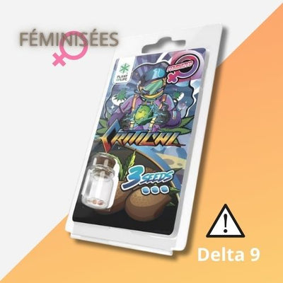 Sammlung feminisierte Samen | Kritische Fem 3 -Samen