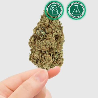 la fleur de CBD Ghost OG | Edition Halloween 🎃
