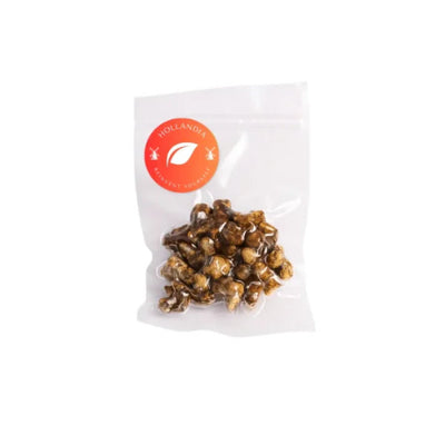 truffes psilocybine hollandia