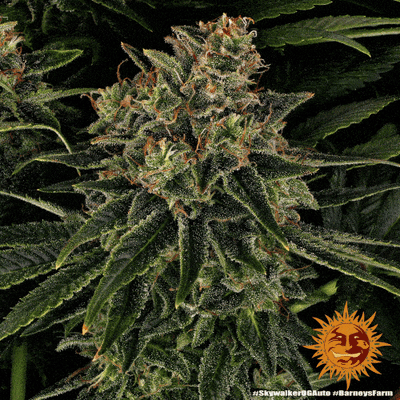 Graines de Cannabis Autofloraison Skywalker OG