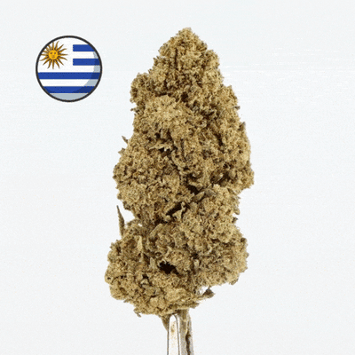 Blomster CBD Hydroponia Cali Dream - Premium - 🇺🇾 🇺🇾