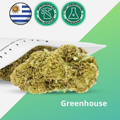 Fleur CBD Greenhouse GREEN CRACK - Premium - 🇺🇾