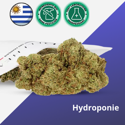 Fleur CBD Hydroponie Lifter US - Premium - 🇺🇾