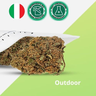 Fleurs CBD Skunk Outdoor 18% - Qualité Premium