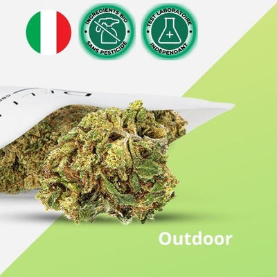 Fleur CBD Super Silver Outdoor 15% - Qualité Premium