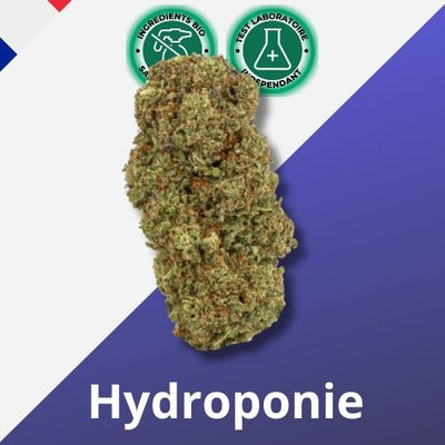 Blomst af CBD Sunset Sherbet Hydroponia - Premium