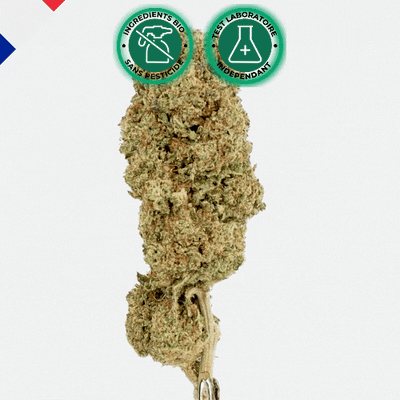 Blomst af CBD Sunset Sherbet Hydroponia - Premium