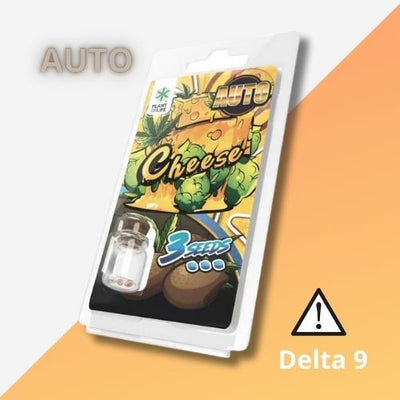 Graines Autofloraison THC de Collection | Cheese Auto 3 Semences