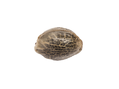 Collection Thc Self -Flowering Seeds | Super skunk car 3 seeds