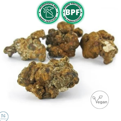 Truffes Psilocybe Hollandias 15 Gr : Légal en Europe