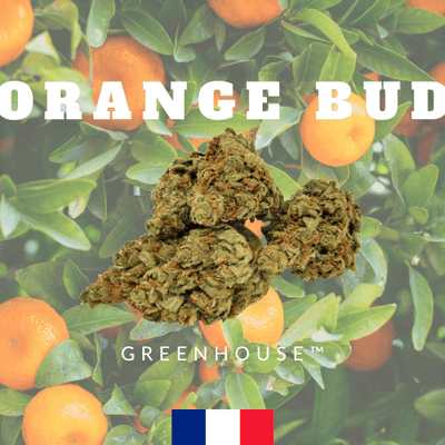 Green™ Fleur 6% CBD/CBG Orange Bud
