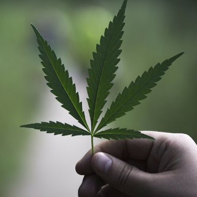 10 avantages du cannabis médical 