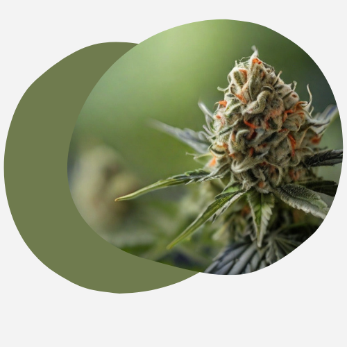 De la prohibition à la légalisation : l'évolution du cannabis médical