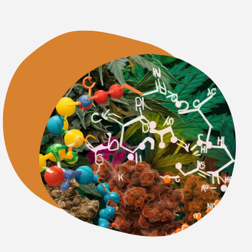 CRD: Die synergistischen Allianz -Cannabinoide💥