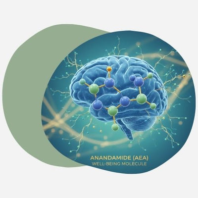 Molécule anandamide AEA effets bienfaits système endocannabinoïde