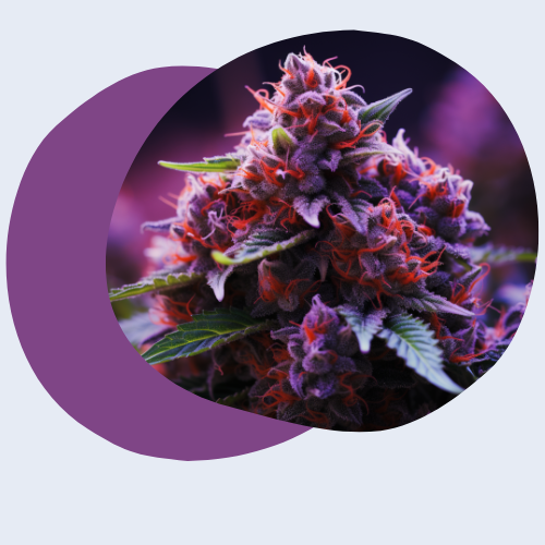 10 Raisons de Cultiver Votre Propre Cannabis Medical