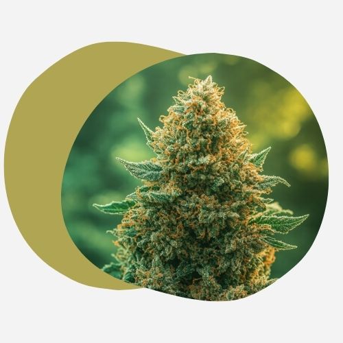 NL-1  CBD : Le Futur Cannabinoïde en 2025 ?