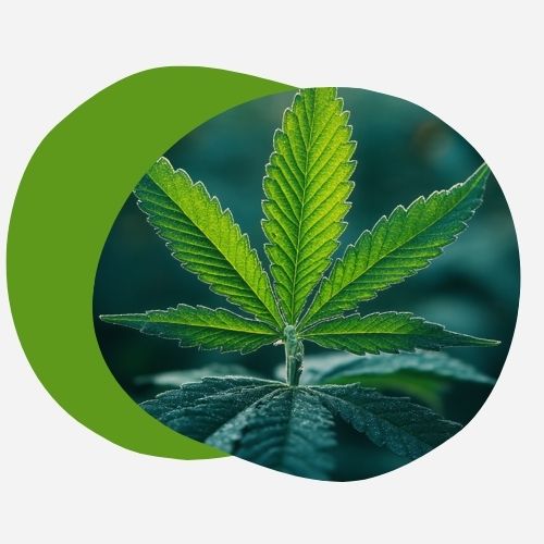 Pieni bud cbd (halpa) marja NL-1 10% ⚠️