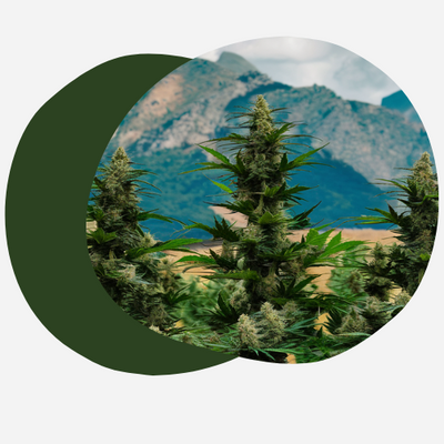 Le cannabis au Maroc