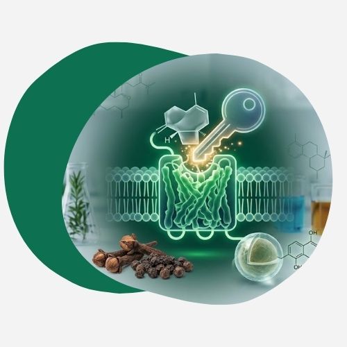 Qu'est-ce que le Complexe CB2 et pourquoi surpasse-t-il le CBD ?