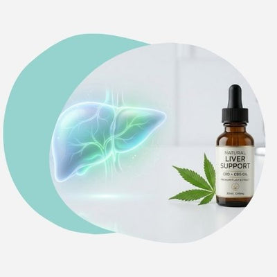 Représentation d'un foie sain à côté d'une huile de CBD et CBG, symbolisant la lutte contre la maladie du foie gras.