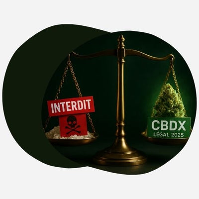 une balance,  illégale (HHC), avec un bandeau "INTERDIT" rouge vif et une croix de danger. De l'autre côté, plus lourd, un bourgeon de fleur de cannabis dense et riche (CBDX)