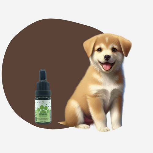 Le CBD pour Chiens, une Solution pour les Chiots ?