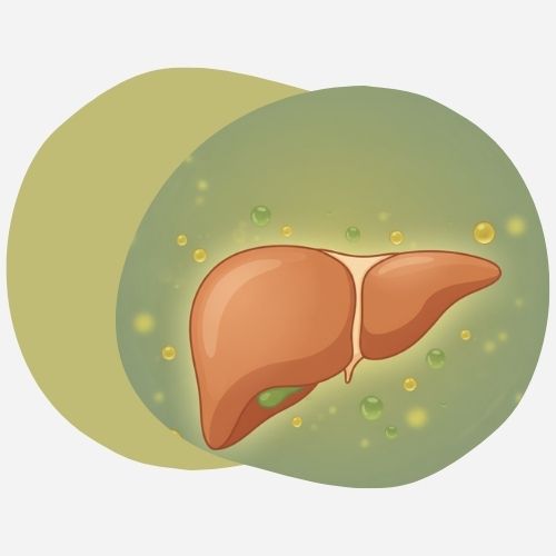 CBD et foie : une étude française alerte sur des risques hépatiques méconnus