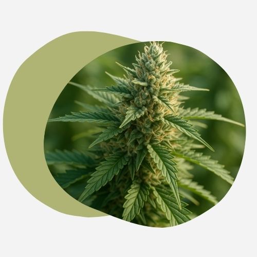 Graines Autofloraison vs Graines Féminisées : Tout Ce Que Vous Devez Savoir