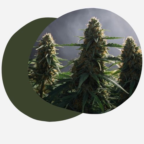 Cannabis Microdosing | Ultimate Guide