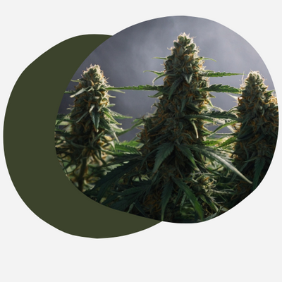 Microdosage de Cannabis | Guide Ultime