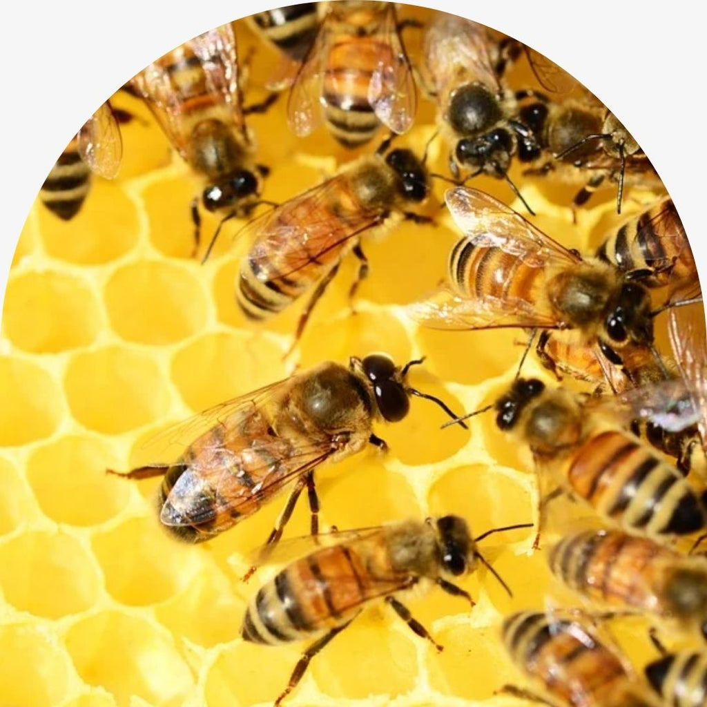 Therapeutic Health Benefits of Honey and Cannabidiol CBD