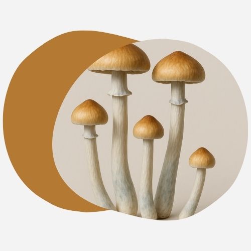 Psilocybin mod aldring: lovende forskning