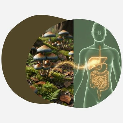 Microdosage de Psilocybine : La Nouvelle Arme contre l'Obésité et le Diabète ?