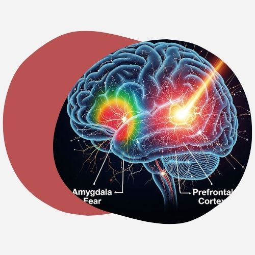Comment la psilocybine libère le cerveau de la peur
