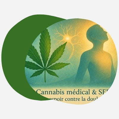 Le cannabis médical pour la SEP : efficacité prouvée et cadre légal en France