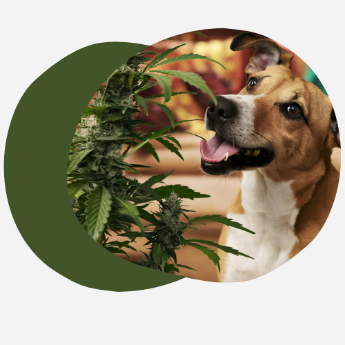 Surdosage de CBD chez le Chien ?