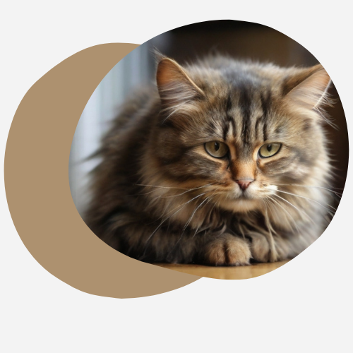 CBD pour Chats