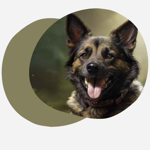 CBD pour chiens