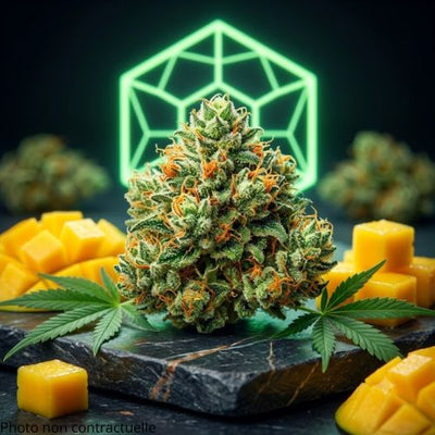 Fleurs Mango Kush Delta CSA 14 | Indoor