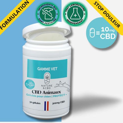 gélule CBD Chien Anti douleur 10% naturel