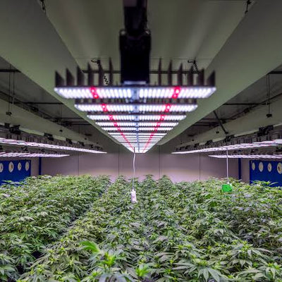 European medical-grade indoor cultivation facilities operate under strict EU-GMP (Good Manufacturing Practice)