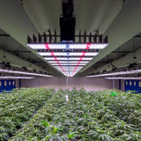 European medical-grade indoor cultivation facilities operate under strict EU-GMP (Good Manufacturing Practice)