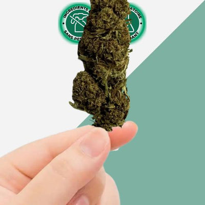 CBD -oranssia silmu 11% kasvihuone