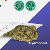 Fleur de CBD Hydroponie AMNESIA 2.0 - Premium