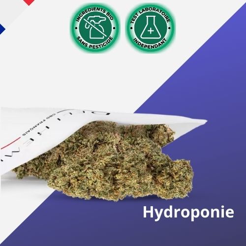 Amnesia 2.0 - Premium Hydroponian CBD -Blume