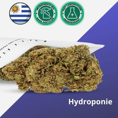 Fleur CBD Hydroponie CALI DREAM - Premium - 🇺🇾