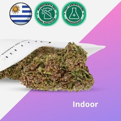 Fleur CBD Indoor Cali Pink - Premium - 🇺🇾
