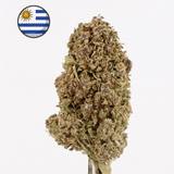 Fleur CBD Indoor Cali Pink - Premium - 🇺🇾